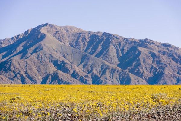 super bloom