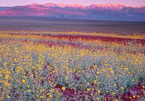 Marveling at the Super Bloom: Amy Ephron Visits Death Valley